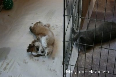 Kallie the Kitten is laying on its side and playing with the cage and looking at a Havanese Pup. A Havanese puppy is laying on its side and looking at the kitten stretching its front paws forward