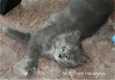 Kallie the Kitten is laying on a brown tiled floor and looking at the camera holder