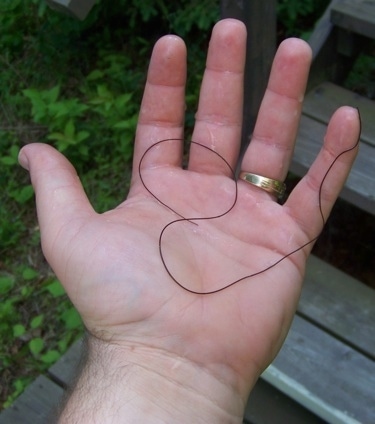 Horse Hair Worm in a persons hand