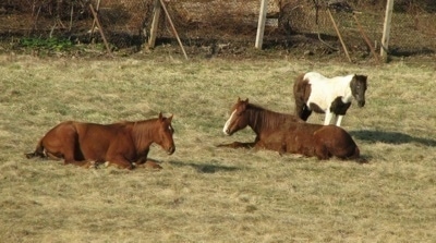 Two brown with white Horses are laying in a grass field one is looking to the left and the other is looking to the right. There is a white with brown paint pony standing behind them.
