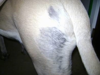 The hind back leg of an English Mastiff with black patches over the fur that is growning back