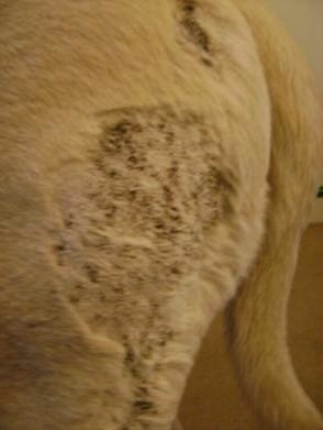 The hind back leg of an English Mastiff with the scabby area shaved and less rust colored scabs showing than the day before
