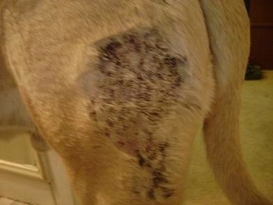 The hind back leg of an English Mastiff with the scabby area shaved and the rust colored scabs showing
