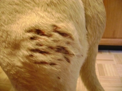 Close Up - the back hind leg of an English Mastiff with scabs under its fur