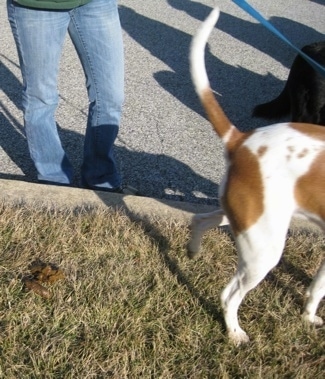 A brown and white Beagle mix is walking away from its 'droppings'