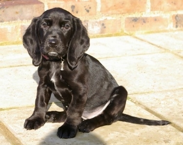 A black Hush Basset puppy is sitting on a flag stone porch looking forward.