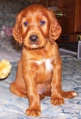 A red with white Irish Setter puppy is sitting on a human's bed and looking forward with a plush toy next to it.