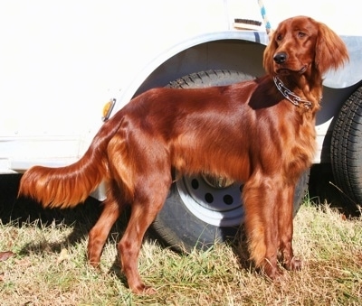 a non typical irish setter can get how big