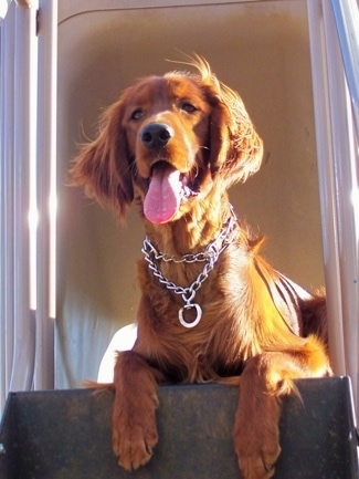 View from below - A red Irish Setter is wearing a prong collar laying at the top of a staircase. Its mouth is open and tongue is out