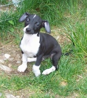 A black and white Italian Greyhuahua is sitting in grass and looking up