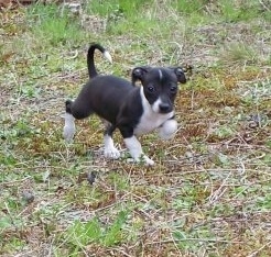 A small black with white Italian Greyhuahua puppy is trotting through a grassy yard.