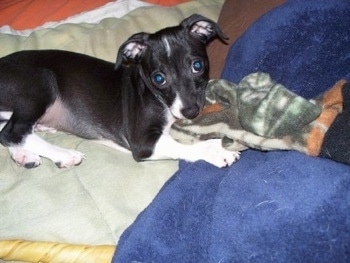 A black with white Italian Greyhuahua is laying on a tan pillow and blue blanket biting a black, gray and green blanket.
