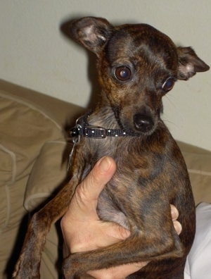 A brown and black brindle Italian Greyhuahua is wearing a black collar being held in the air over a tan couch by a persons hand looking down and to the right.