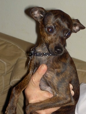 italian greyhound mixed with chihuahua