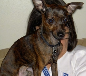 italian greyhound mixed with chihuahua