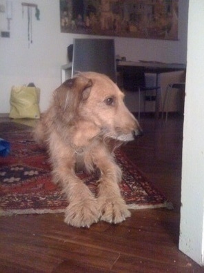 Front view - A tan Segugio Italiano is laying on a red oriental rug and it is looking to the right. The dog has bits of longer wiry looking hair coming from its mostly short coat on its chin, lower body and legs.