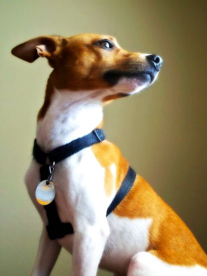 A white with tan Jack-Rat Terrier is wearing a black harness sitting in a room and looking back.