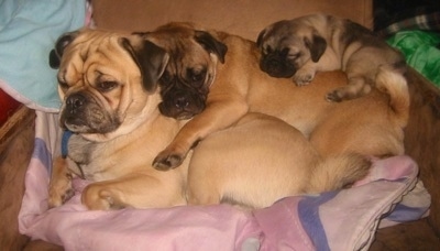 Three Jugs are piled on top of one another in an arm chair. The first two are adults and the dog on top is a puppy that is laying on top of the middle dogs back.