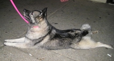 The left side of a black, grey and white Norwegian Elkhound dog who is stretched out across a sidewalk and it is looking up and to the left.
