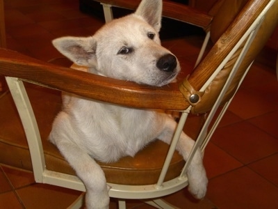 A white Kishu Ken is laying on a chair with its head on the arm and paws sticking out the sides.