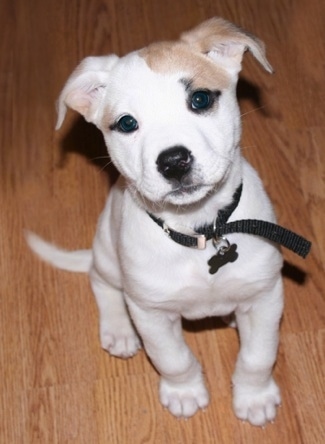 A small white with tan Labahoula puppy is wearing a black collar sitting on a hardwood floor looking up.