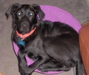 A black Labany dog is laying  on a tan carpet on top of a violet pillow and looking up