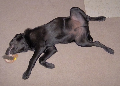 A black Labany dog is laying on its back and it is biting at a toy next to its head.
