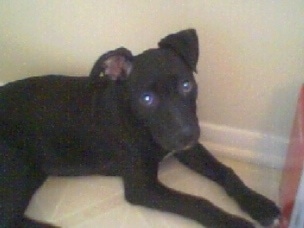 A small black with white Labrabull puppy is laying against a white wall looking up.