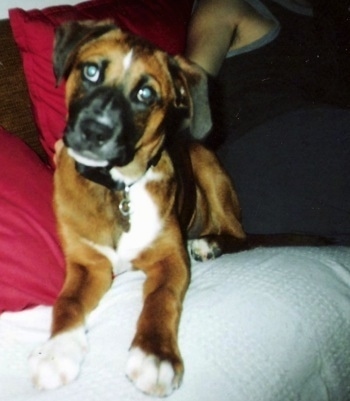 A brown with white and black Labrabull is laying on top of a red pillow on top of a white human's bed. There is a person behind it