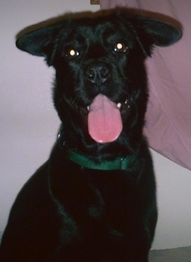 Upper body shot view from the front - A black labrabull dog is wearing a green collar with its tongue hanging out sitting in front of a white wall with a pink blanket in the top right corner.