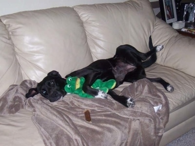 A black with white Labrabull is laying on its side on top of a tan throw blanket on a tan leather couch and it has a plush frog doll in between its paws