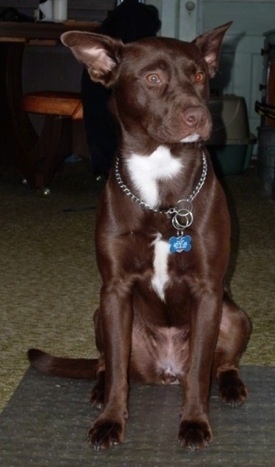 A perk-eared chocolate with white Labrabull is sitting on a rug and looking to the right. It is wearing a choke chain collar with a blue dog bone tag hanging off of the front of it.