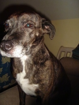 Close Up side view - A brown brindle Labrabull is sitting on a couch and looking forward