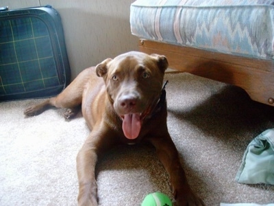 A brown Labrabull is laying on a tan carpet  on the floor next to a human's bed with a tennis ball in-between its front paws. Its mouth is open and tongue is out.