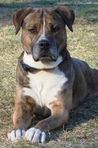 Close up view from the front - A large brown brindle with white chest and paws dog is laying down in grass looking forward.