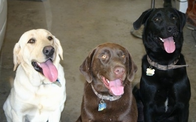 yellow and chocolate lab