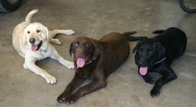 chunky chocolate labrador puppies