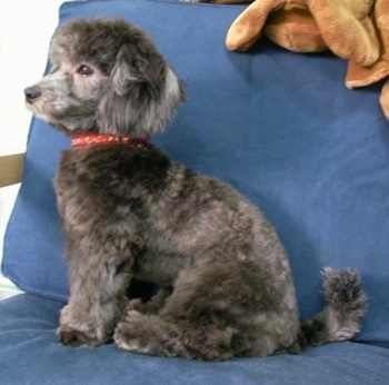 Left Profile - A shaved, grey with white Lhasa-Poo is sitting on a couch and looking to the left.