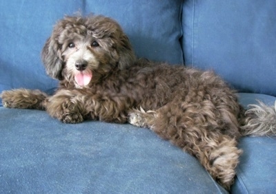 A curly, brown with grey Lhasa-Poo dog is laying on a blue couch and its mouth is open and tongue is out.