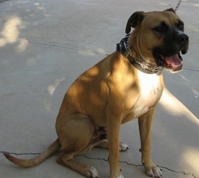 The right side of a tan with white American Bandogge Mastiff that is sitting on the ground, it is wearing a pinch collar and it is yawning