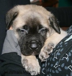 Close Up - Saul the Mastiff puppy