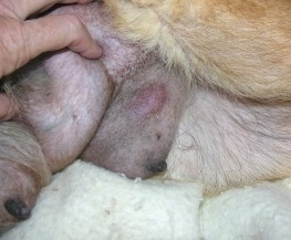 female dog swollen breasts not pregnant