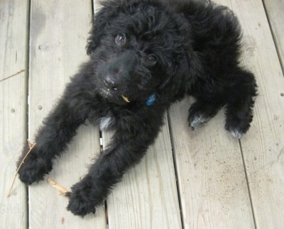 black aussiedoodle puppies