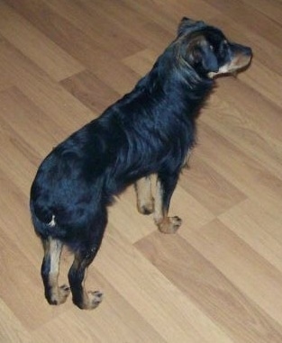 Visning uppifrån och ner - Ryggen på en svart med solbränna och vit Mini Australian Shepterrier-valp står på ett trägolv. Hunden har en bob tail.