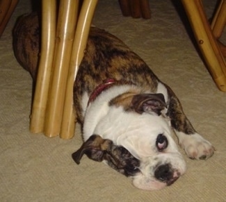 Miniature English Bulldog Dog Breed Information And Pictures
