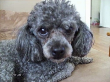 grey miniature poodle