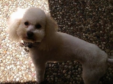 A white Miniature Poodle is standing on a sidewalk inside the shadow of the thing in front of it and looking up.