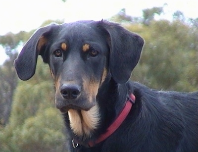 kelpie x huntaway puppies