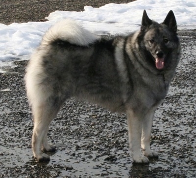 norwegian elkhound husky mix