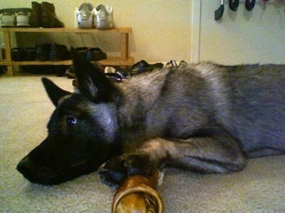 Side view - A grey with black Norwegian Elkhound puppy is laying down on a tan carpet with its front paw on a dog bone.